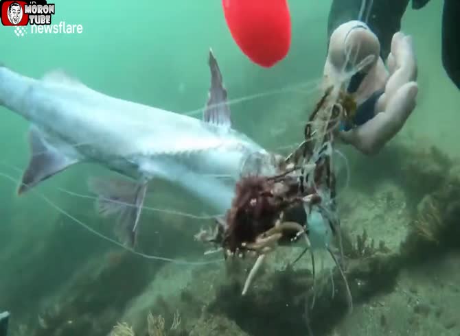 Video :Fish entangled in fishing lines are saved by divers (South Africa)